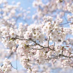 舞夢館横のいたち川べりの桜