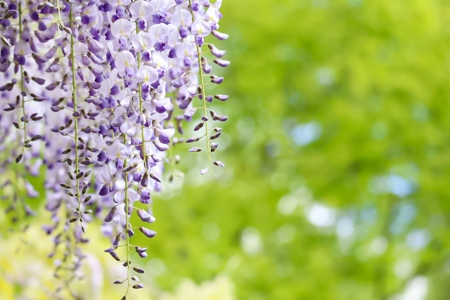 振袖姿をワンランクアップさせるアイテム ネイル をご紹介 富山 魚津 高岡の振袖選び 牛島屋
